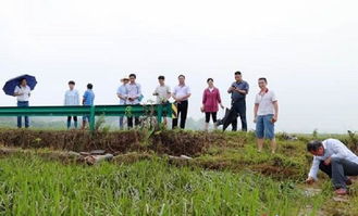 湖南省農(nóng)業(yè)科學(xué)院專家來湘潭縣開展抗災(zāi)減損科技服務(wù)工作